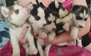 Zdjęcie №1. pies nierasowy - na sprzedaż w Cali | Bezpłatny | Zapowiedź №157357