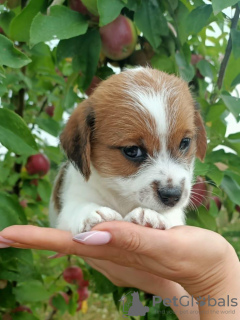 Zdjęcie №3. Szczenięta Jack Russell Terrier. Federacja Rosyjska