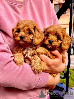 Zdjęcie №1. cavalier king charles spaniel - na sprzedaż w Zrenjanin | negocjowane | Zapowiedź №103851