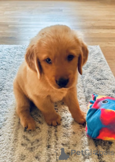 Zdjęcie №3. Golden Retriever szczeniak. Belgia