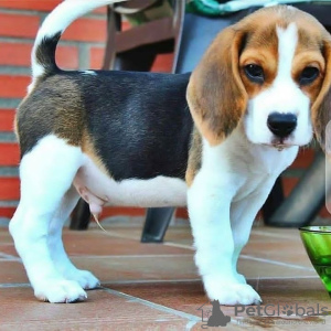 Zdjęcie №1. beagle (rasa psa) - na sprzedaż w Helsinki | negocjowane | Zapowiedź №70019