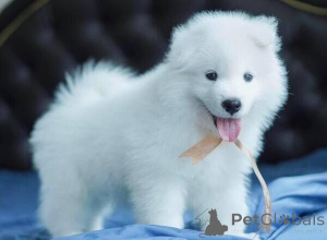 Zdjęcie №1. samojed (rasa psa) - na sprzedaż w Antwerpia | negocjowane | Zapowiedź №169672