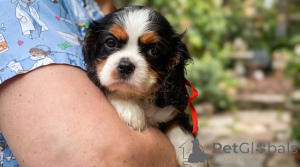 Zdjęcie №4. Sprzedam cavalier king charles spaniel w Belgrad. hodowca - cena - negocjowane
