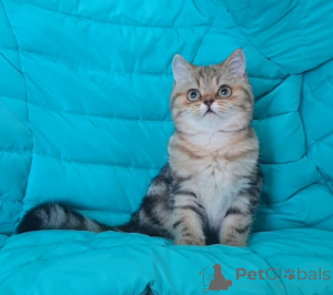 Zdjęcie №3. Szkockie kocięta z dokumentami. Federacja Rosyjska