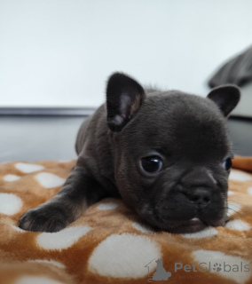 Zdjęcie №4. Sprzedam buldog francuski w Берлингероде. prywatne ogłoszenie - cena - 23918zł