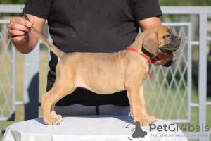 Dodatkowe zdjęcia: Szczenięta Cane Corso