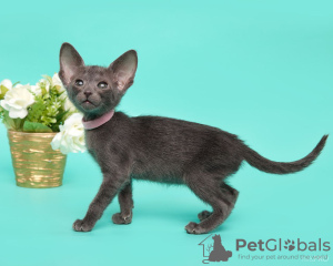 Zdjęcie №3. Orientalne dziecko. Federacja Rosyjska