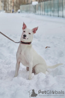 Zdjęcie №2 do zapowiedźy № 117578 na sprzedaż  pies nierasowy - wkupić się Federacja Rosyjska prywatne ogłoszenie