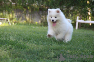 Dodatkowe zdjęcia: Samoyed szczenięta