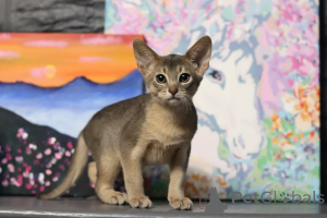 Zdjęcie №3. Abyssinijskie kocięta. Białoruś