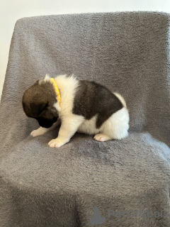 Zdjęcie №3. Amerikanische Akita-Welpen. Niemcy