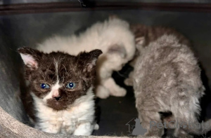 Zdjęcie №1. selkirk rex krótkowłosy - na sprzedaż w Lüneburg | 1674zł | Zapowiedź № 169564