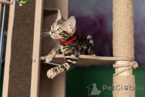 Zdjęcie №4. Sprzedam kot bengalski w Mińsk. prywatne ogłoszenie - cena - 2242zł