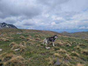 Dodatkowe zdjęcia: Oddam Husky w dobre ręce