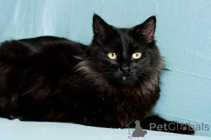 Zdjęcie №4. Sprzedam  w Mińsk.  - cena - Bezpłatny