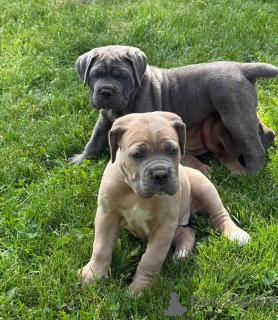 Zdjęcie №3. Nuttede Cane Corso hvalpe søger et kærligt hjem for altid. Dania