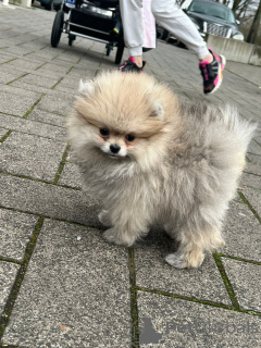 Zdjęcie №3. mini pomorskie. Niemcy