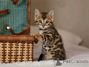 Zdjęcie №1. beagle (rasa psa) - na sprzedaż w Berlin | 2631zł | Zapowiedź №163090