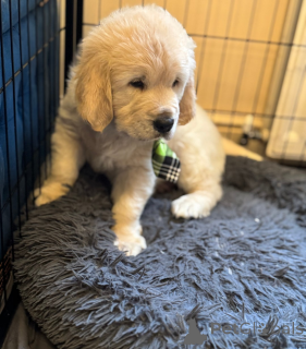 Zdjęcie №4. Sprzedam  w Stepantsminda.  - cena - 1622zł