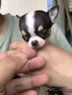 Zdjęcie №1. chihuahua (rasa psów) - na sprzedaż w Miasto Tennessee | 3244zł | Zapowiedź №165483