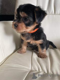 Zdjęcie №1. yorkshire terrier - na sprzedaż w Miami | Bezpłatny | Zapowiedź №66422