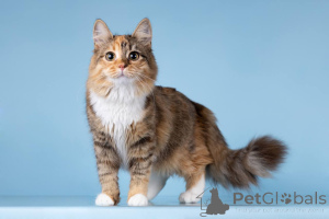 Zdjęcie №2 do zapowiedźy № 157015 na sprzedaż   - wkupić się Federacja Rosyjska prywatne ogłoszenie