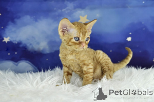Zdjęcie №3. Kocięta rasy Devon Rex dostępne w sprzedaży. Polska
