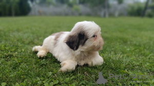 Zdjęcie №4. Sprzedam shih tzu w Tarnów. hodowca - cena - 2392zł