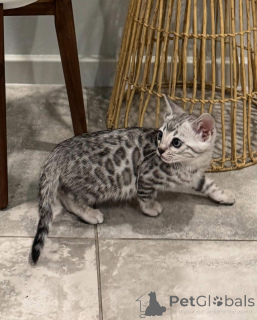 Zdjęcie №3. Czuły kocięta bengalskie dostępne teraz. Niemcy