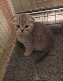 Zdjęcie №1. scottish fold - na sprzedaż w Berlin | 1465zł | Zapowiedź № 82108