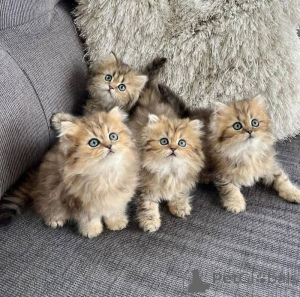 Zdjęcie №1. perskie - na sprzedaż w Hamburg | 1674zł | Zapowiedź № 166423