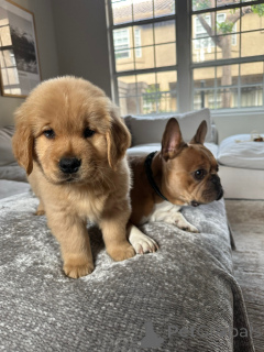 Zdjęcie №2 do zapowiedźy № 154321 na sprzedaż  golden retriever - wkupić się Niemcy hodowca