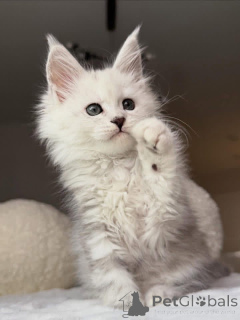 Zdjęcie №1. maine coon - na sprzedaż w Ashford | negocjowane | Zapowiedź № 157085