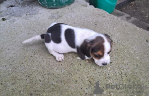 Zdjęcie №2 do zapowiedźy № 73026 na sprzedaż  beagle (rasa psa) - wkupić się Serbia hodowca
