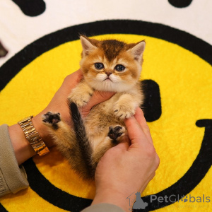 Zdjęcie №1. munchkin - na sprzedaż w Anderlecht | 1913zł | Zapowiedź № 153757