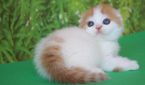 Zdjęcie №3. Uroczy uroczy kot. Ukraina