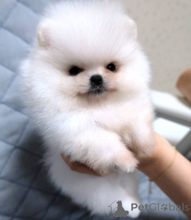 Zdjęcie №3. Cachorros de Lulu da Pomerânia machos e fêmeas disponíveis. Szwecja