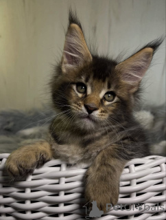 Zdjęcie №3. Kocięta rasy Maine Coon. USA