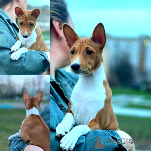 Dodatkowe zdjęcia: Basenji