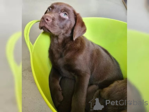 Zdjęcie №3. Piękne szczenięta Labrador. Niemcy