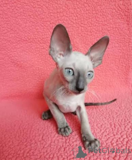 Zdjęcie №3. Kocięta czystej rasy Cornish Rex. Estonia
