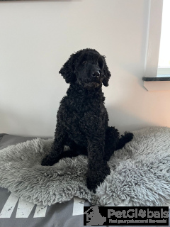 Zdjęcie №2 do zapowiedźy № 134476 na sprzedaż  chihuahua (rasa psów) - wkupić się Włochy prywatne ogłoszenie