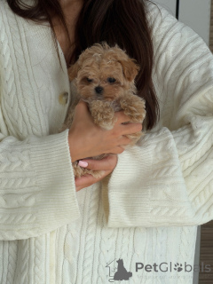Zdjęcie №3. Dostępne są urocze szczenięta Apricot Maltipoo, samce i suczki. Holandia