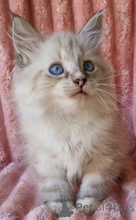 Zdjęcie №3. Know Iz autorstwa Samila Energіmy Koshenes of Masquerade Seal Lynx Point &. Ukraina