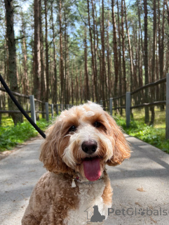 Zdjęcie №2 do zapowiedźy № 156415 na sprzedaż  labradoodle - wkupić się Irlandia prywatne ogłoszenie