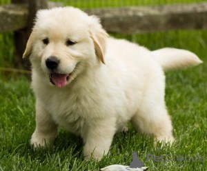 Zdjęcie №1. golden retriever - na sprzedaż w Amsterdam | Bezpłatny | Zapowiedź №160440