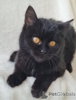 Zdjęcie №1.  - na sprzedaż w Mińsk | Bezpłatny | Zapowiedź № 161447