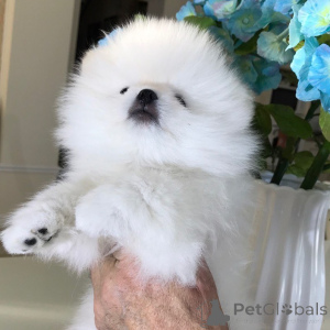 Zdjęcie №3. Mini tsvergspitz pomoran piepki. Niemcy