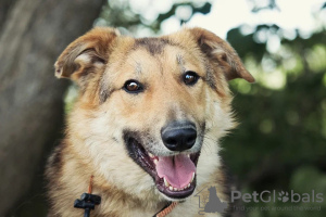 Zdjęcie №1. pies nierasowy - na sprzedaż w Москва | Bezpłatny | Zapowiedź №35329
