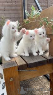 Zdjęcie №3. Myytävänä turkkilaisen angoran pentuja. Finlandia